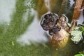 Asian common toad are mating in green water Royalty Free Stock Photo