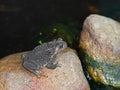 Asian Common Toad Sitting on a Rock near The Pond Royalty Free Stock Photo