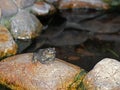 Asian Common Toad Sitting on a Rock near The Pond Royalty Free Stock Photo