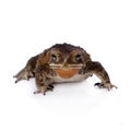 Asian common toad on white background