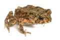 Asian common toad on white background