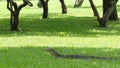 Asian common water monitor large varanid lizard native to Asia. Varanus salvator on the green grass near riverbank, lake or pond. Royalty Free Stock Photo