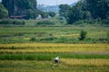 An Asian in a Conical Hat harvests rice in a paddy in Northern Vietnam near Tam Coc, Ninh Binh, Asia in October 2019 Royalty Free Stock Photo