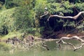 Asian cormorants and openbill storks