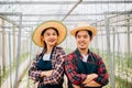 Asian couple finds joy in tomato hydroponic farm