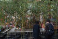 Asian couple at wishing prayer tree Royalty Free Stock Photo