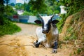 Asian cow lie on sand on green farm background