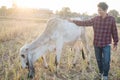 Asian cowboy standing with cow in a field