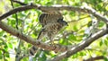 Asian Crested goshawk on a branch, Accipiter trivirgatus formosae, bird, eagle, wildlife, nature, animals