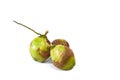Group coconuts on white background Royalty Free Stock Photo