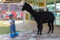 Asian cute baby girl feeding carrot for big black alpaca. Royalty Free Stock Photo