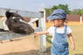 Asian cute baby girl feeding carrot for dwarf horse. Royalty Free Stock Photo