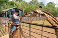 Asian cute baby girl feeding on your hand for big giraffe