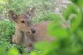 Asian deer close up Royalty Free Stock Photo