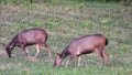 Asian deer come out from the forest in the evening