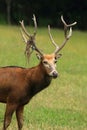 Asian deer Elaphurus davidianus