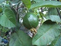 Asian delicious green guava with leaves