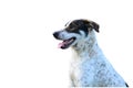 Asian Dog isolate on whitebackground Royalty Free Stock Photo