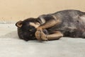 Asian dog laying down in overturn position Royalty Free Stock Photo