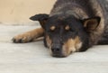 Asian dog laying down in overturn position