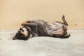 Asian dog laying down in overturn position Royalty Free Stock Photo