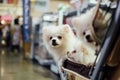 Asian dog owner and the dog in pets expo