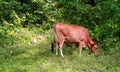 Asian domestic diary cows