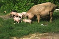 Asian domestic pig is feeding her young piglets