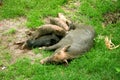 Asian domestic pig is feeding her young piglets