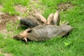 Asian domestic pig is feeding her young piglets