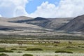 PendAsian donkeys Equus hemionus graze on the shore of lake Manasarovar in Tibet Royalty Free Stock Photo