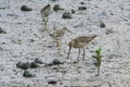 Asian Dowitcher feeding on mud flats