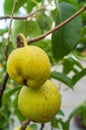 Asian Dwarf Pear Tree Royalty Free Stock Photo