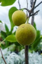 Asian Dwarf Pear Tree Royalty Free Stock Photo