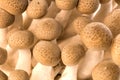 Asian Edible Shimeji Mushrooms
