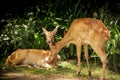 Asian Eld`s Deer Royalty Free Stock Photo