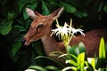 Asian Eld`s Deer Royalty Free Stock Photo
