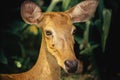 Asian Eld`s Deer Royalty Free Stock Photo
