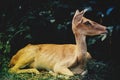 Asian Eld`s Deer Royalty Free Stock Photo
