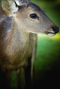 Asian Eld`s Deer Royalty Free Stock Photo