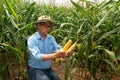 The Asian elder Farmers male examining corn on the cob in field. Adult Asian male agronomist is working in cultivated maize field. Royalty Free Stock Photo