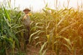 The Asian elder Farmers male examining corn on the cob in field. Adult Asian male agronomist is working in cultivated maize field. Royalty Free Stock Photo