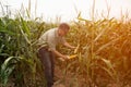 The Asian elder Farmers male examining corn on the cob in field. Adult Asian male agronomist is working in cultivated maize field. Royalty Free Stock Photo