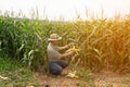 The Asian elder Farmers male examining corn on the cob in field. Adult Asian male agronomist is working in cultivated maize field. Royalty Free Stock Photo