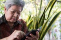 elder woman holding mobile phone in garden. elderly female texting message, using app with cellphone. senior use smartphone to co Royalty Free Stock Photo