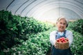 Asian elderly woman farmer holding and showing a basket filled with red strawberries Royalty Free Stock Photo