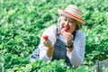 Asian elderly woman who is an organic strawberry farmer, eating and showing red strawberries