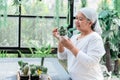 Asian elderly women spend their free time and rest by plant and care for cactus