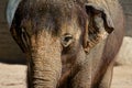 Asian Elephant 1 Royalty Free Stock Photo