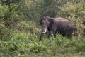 Asian elephant Royalty Free Stock Photo
